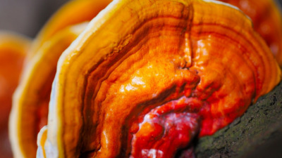 Địa chỉ bán nấm linh chi Quảng Ngãi chất lượng